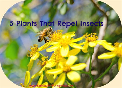 Plants That Deter Wasps And Flies