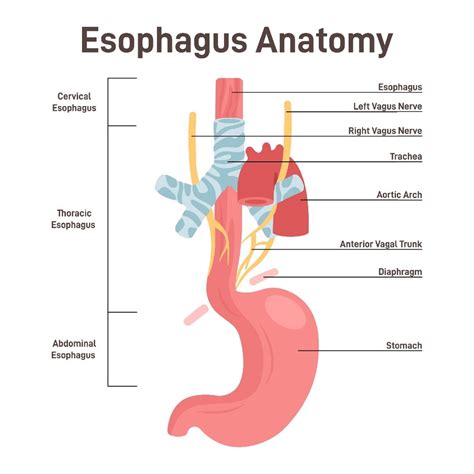 4.4: Esophagus - Medicine LibreTexts