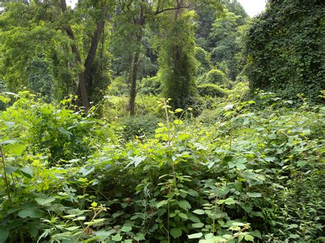 Nature Woods 的图像结果