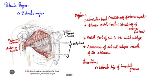 Muscles of the Upper Limb: Pectoralis Major & Minor Attachments - Studocu