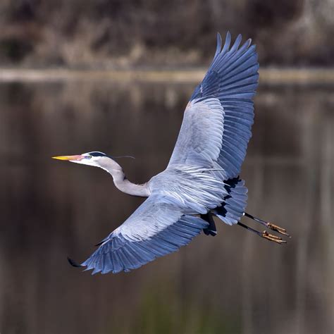 Great Blue Heron Spritual Meaning - Awakening State