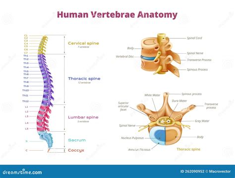 Vertebrae Anatomy Pictures
