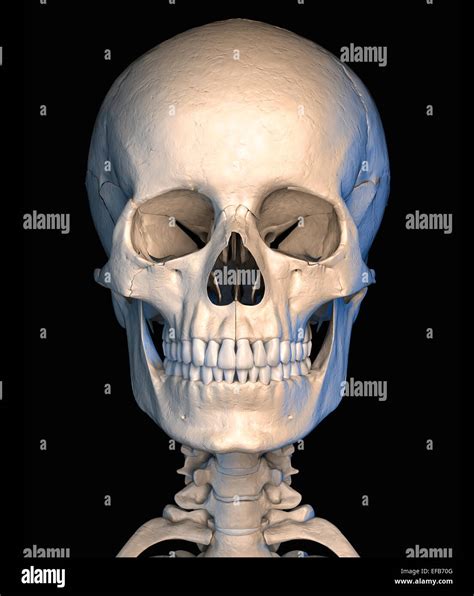 Human Skull Front View Mouth Open