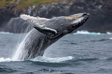 Whale 的图像结果