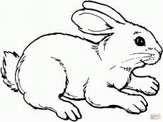 ausmalbilder tiere hase hasen ausmalbilder ausmalbilder hasen ausmalbild hase ausmalbilder tiere hase hasen ausmalbilder ausmalbilder hasen ausmalbild hase