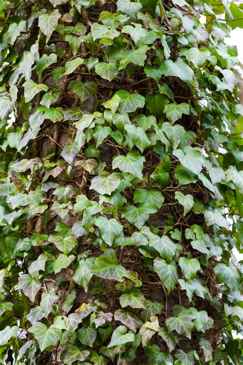 10 Types of Vines That Grow on Trees - ProGardenTips