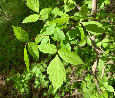 Box Elder vs. Poison Ivy: How to Tell Them Apart and Stay Safe Outdoors ...