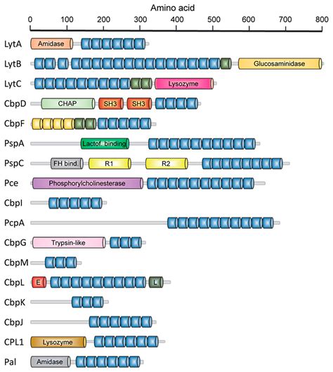 Choline Binding Proteins from Streptococcus pneumoniae: A Dual Role as ...