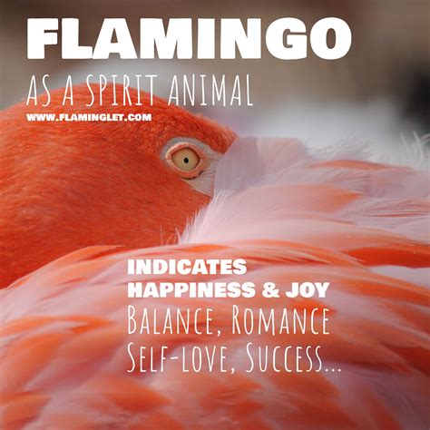 Questions & Answers – Flaminglet
