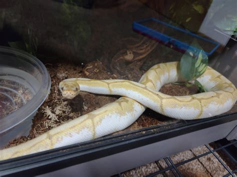 Image result for Royal Python Poo