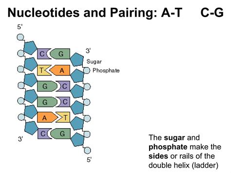 Image result for Structure of DNA Class 12