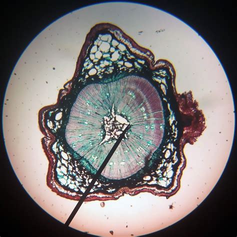 Microscopic Patterns 的图像结果