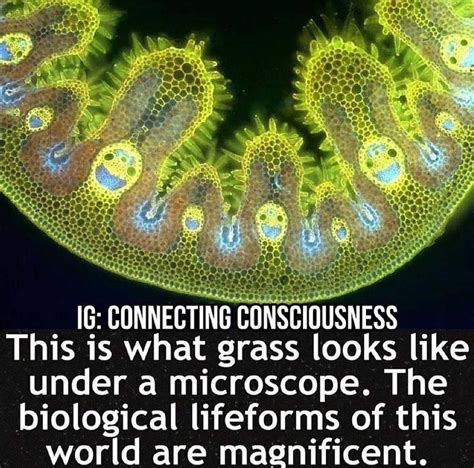 Microscope Memes The Best Microscope Memes :) Memedroid