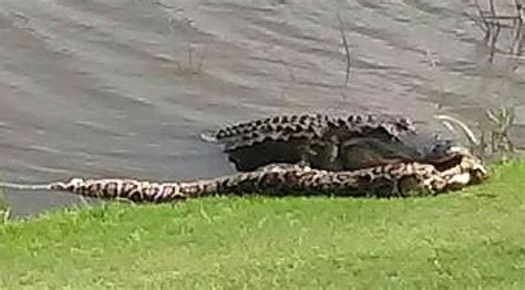 Image result for Alligator Python Battle