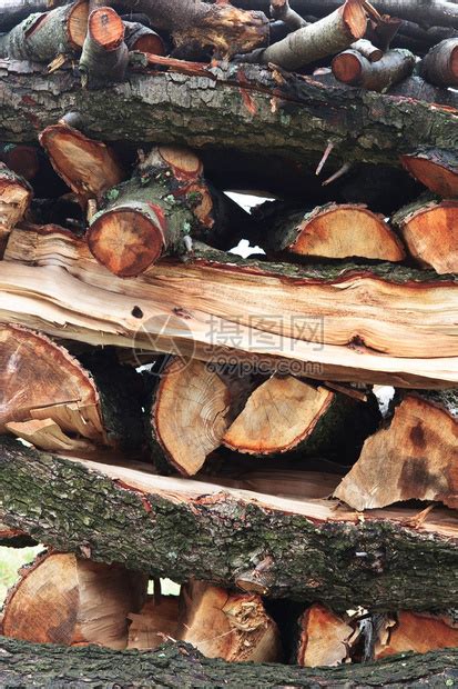被原木砍伐的树木特写高清图片下载-正版图片503788317-摄图网
