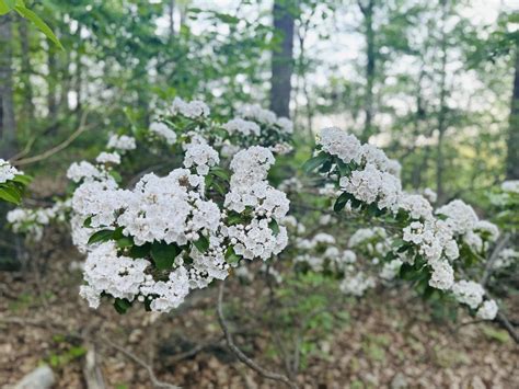 Connecticut’s State Flower: Mountain Laurel – Candlewood Valley ...