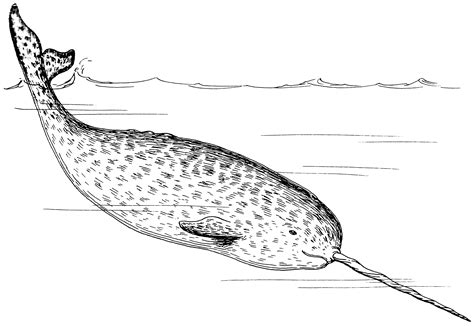 Narwhal Coloring Pages - Best Coloring Pages For Kids