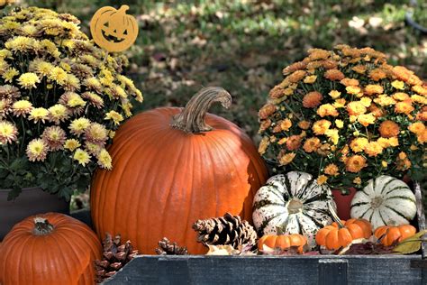 Pumpkins And Flowers In Cart Free Stock Photo - Public Domain Pictures