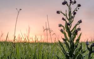 Nature Sticker Poster|Grass Poster|Wall Decor |Decorative wall Poster ...