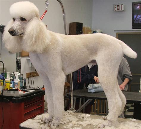 Kennel Clip Standard Poodle | Poodle haircut, Standard poodle grooming ...