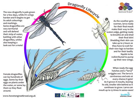 Dragonfly Life Cycle Printable - Printable Word Searches