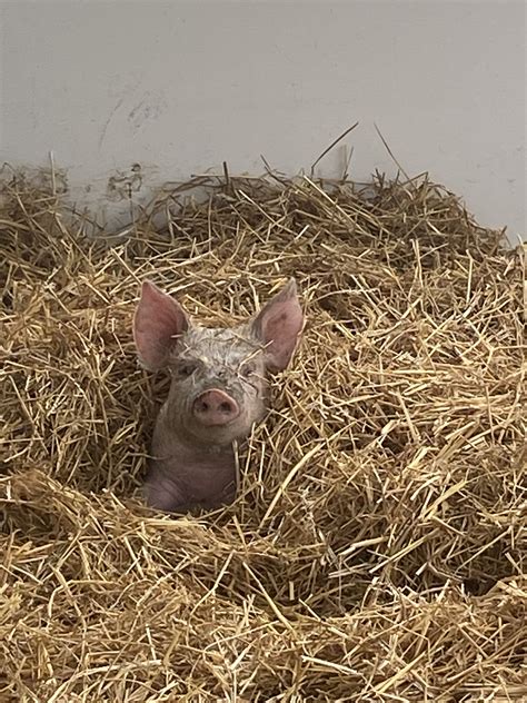 Small-Scale Hog Farming 的图像结果