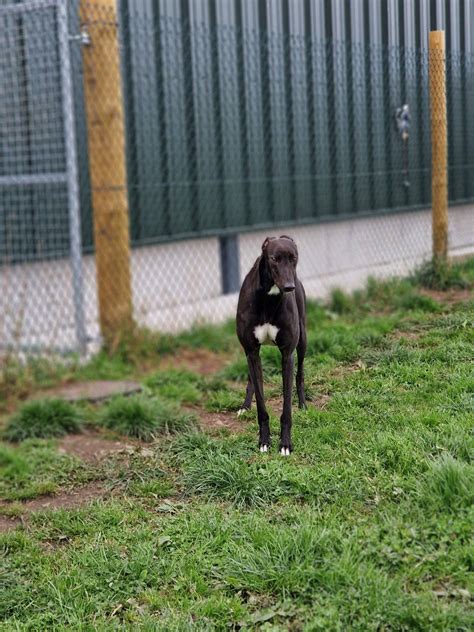 Tia Rescue | Scottie (Scotland)