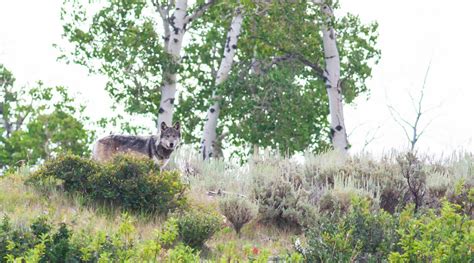 Image result for Yellowstone Park Wolves