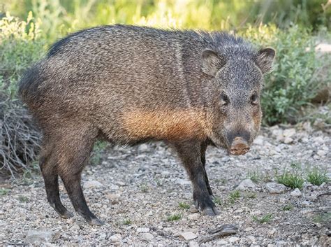 Arizona Bird Photography Workshop Tour — Slonina Nature Photography
