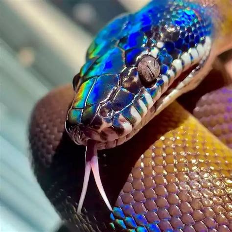 Image result for White Python Pet