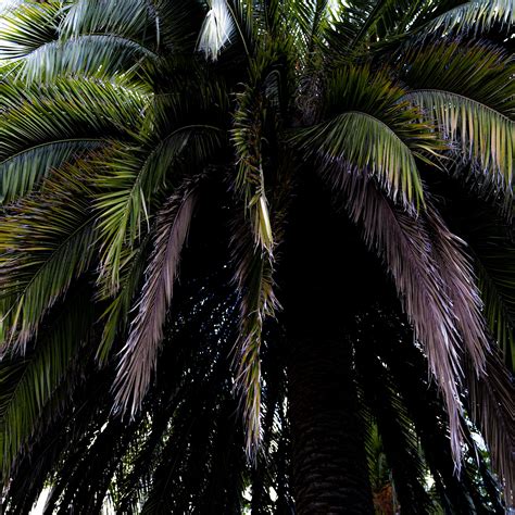 Download wallpaper 3415x3415 palm tree, branches, leaves, macro ipad ...