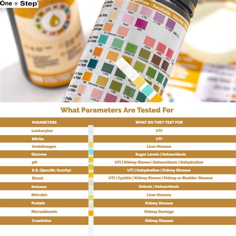 Urine Dipstick Template BW Urine Test Strips / Urine Reagent Strips