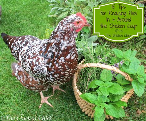 BlueRidgePetCenter: 15 Tips to Reduce FLIES Around the Chicken Coop