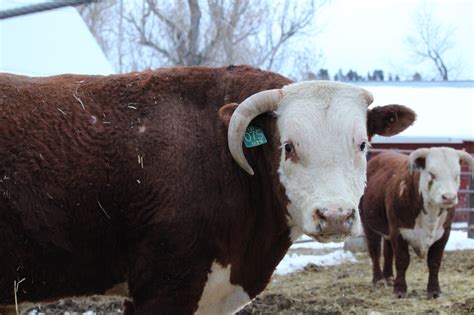L BAR W CATTLE COMPANY | Our Cattle | Breeding Hereford Cattle