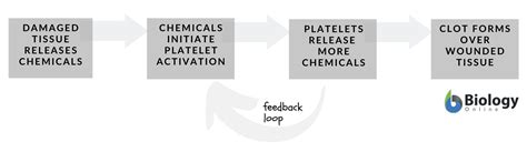 Image result for Positive Feedback Loop Example