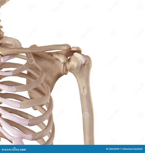 The Transverse Humeral Ligament Stock Illustration - Illustration of bone, accurate: 56644690