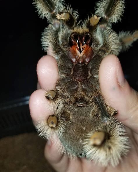 Tarantula Spider Fangs