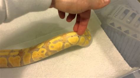 Image result for Banana Ball Python YouTube