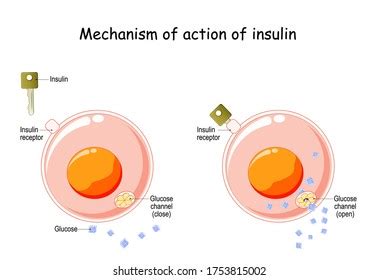 Image result for Insulin Management Algorithm