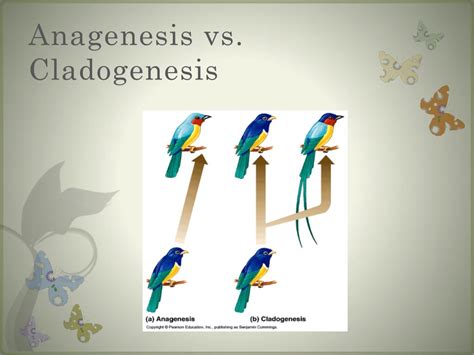 Image result for Macroevolution Fossils