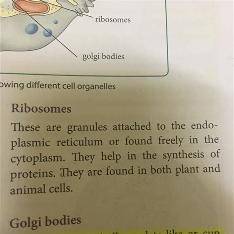 Ribosomes are attached to the cell organelle ...