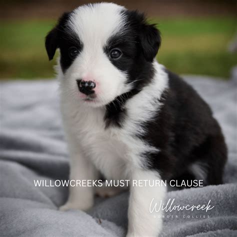 Available Border Collie Puppies - Willowcreek Border Collies