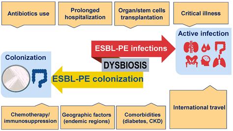 The Impact of COVID-19 Pandemic on ESBL-Producing Enterobacterales ...