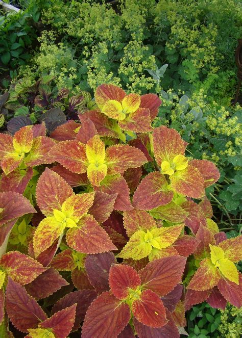 A Reliable Stunner : Coleus