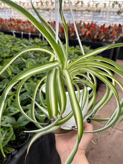 4.5" Bonnie Spider Plant Hanging Basket - Houseplant - Fully Rooted ...