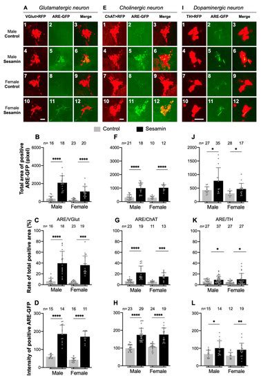 Sesamin Activates Nrf2/Cnc-Dependent Transcription in the Absence of ...