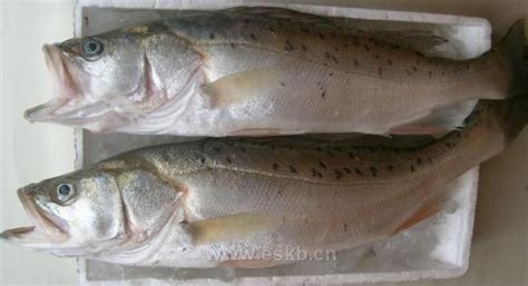 鲈鱼的养殖和收获，海鲈鱼和淡水鲈鱼哪个更好吃？