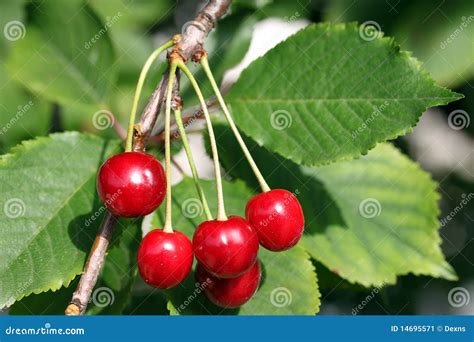 Dwarf Bing Cherry Tree - Grow the worlds favorite sweet cherry, right ...