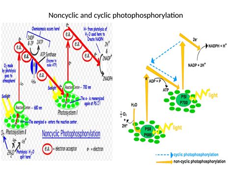 Image result for Basic Photosynthesis