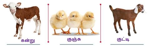 Image result for Public Main Java